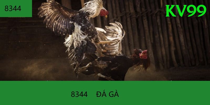 Đá Gà Trực Tiếp - Ưu đãi đặc biệt - Game mới